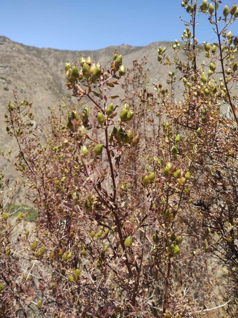 Keckiella cordifolia