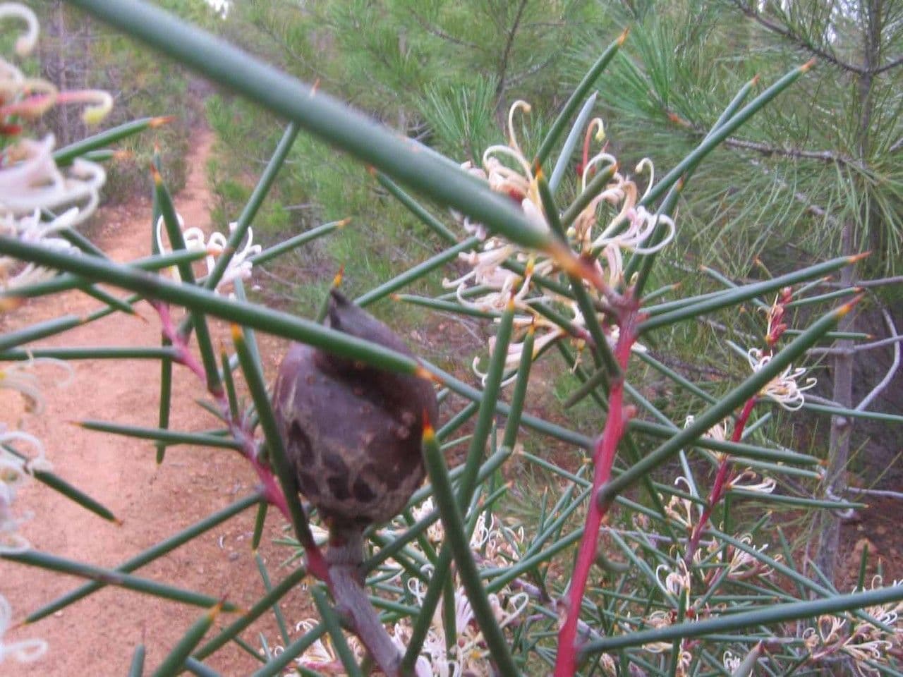 Hakea sericea 9