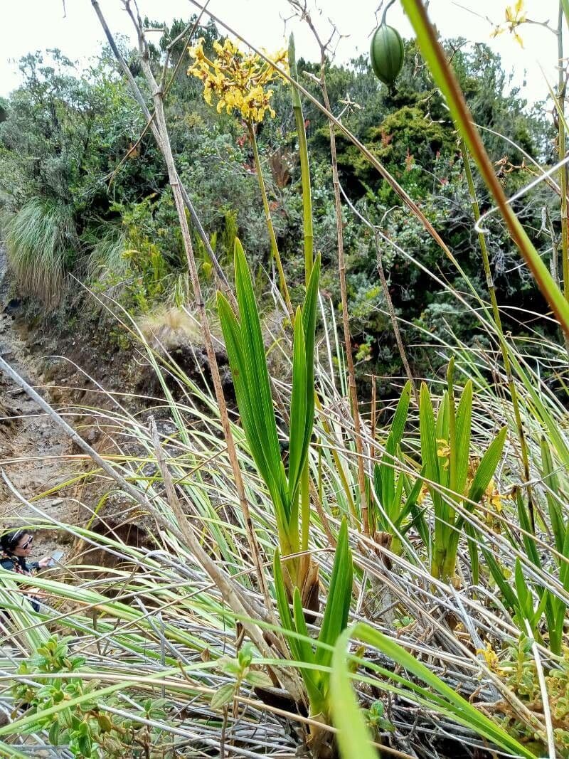 Cyrtochilum 6