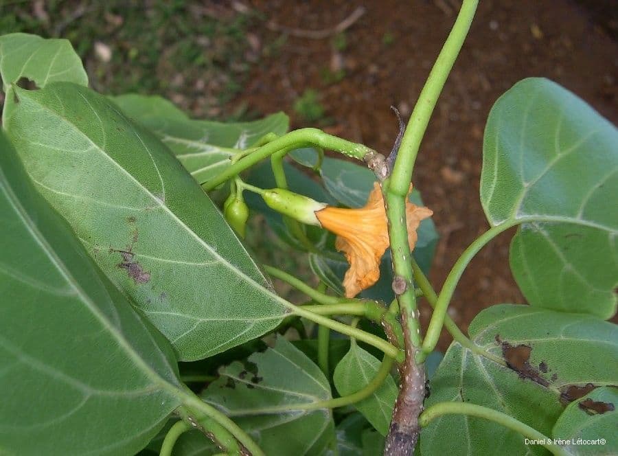 Cordia subcordata 12
