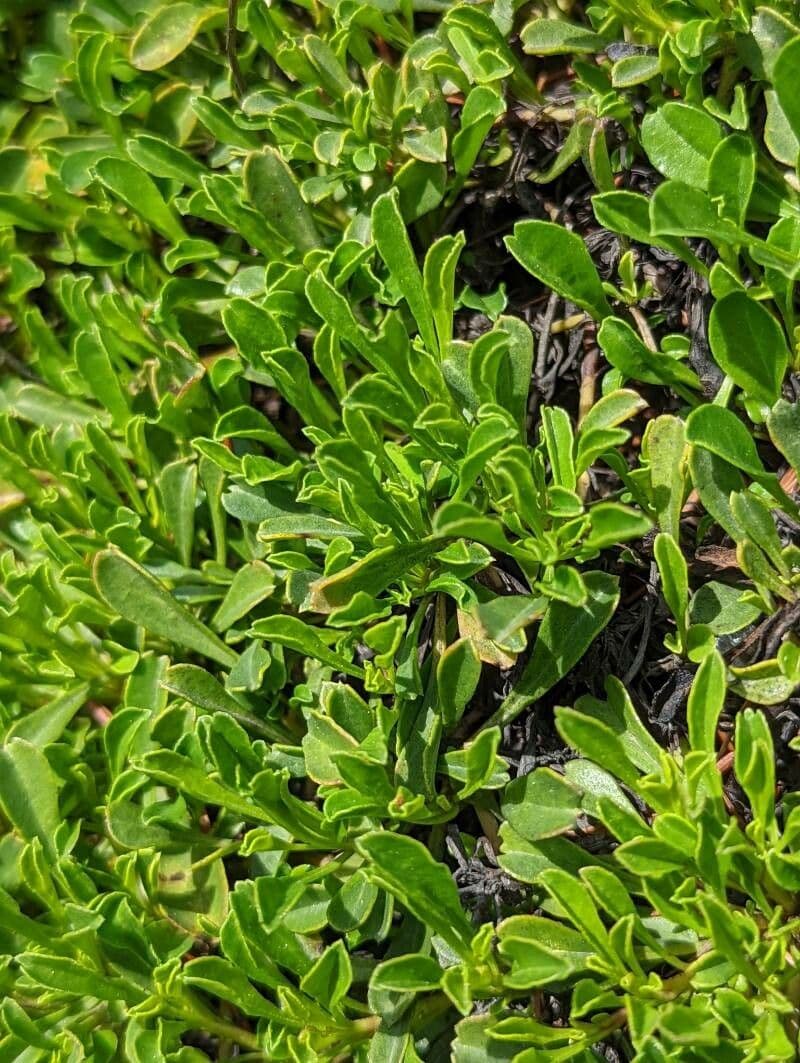 Globularia 17
