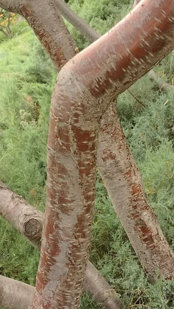 Pesco 11