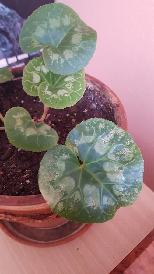 Ciclamino primaverile 2