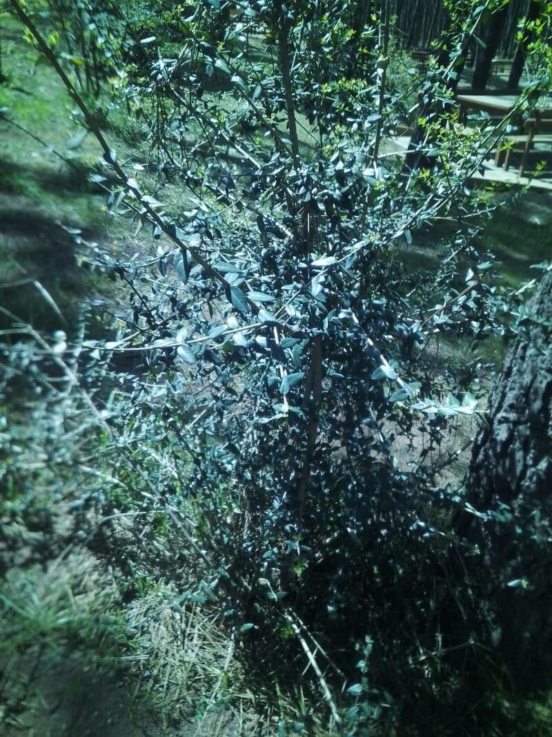 Colletia 15