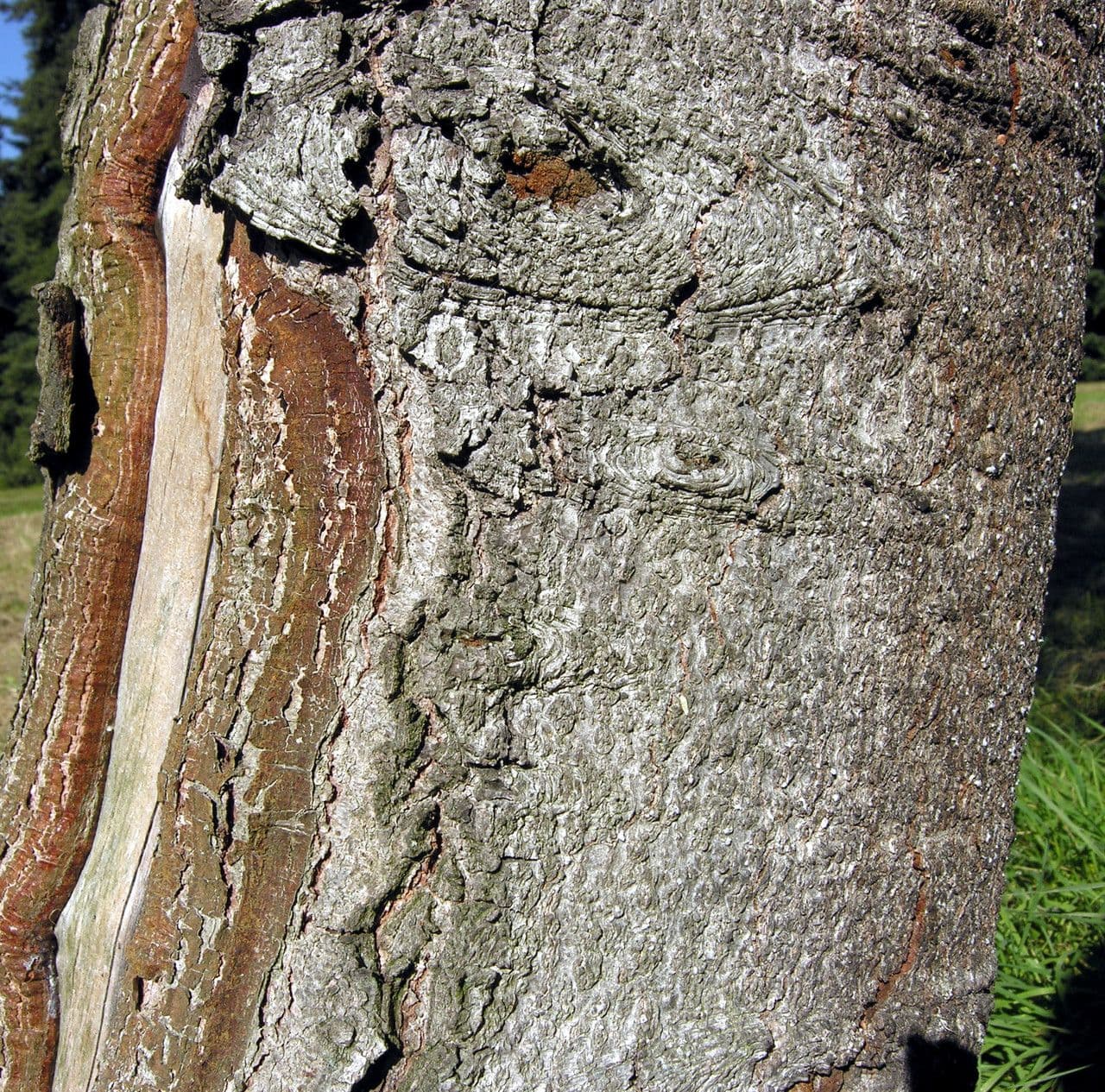 Jodła cilicka 19