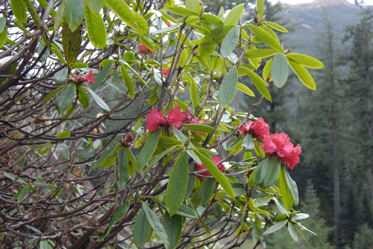 Różanecznik