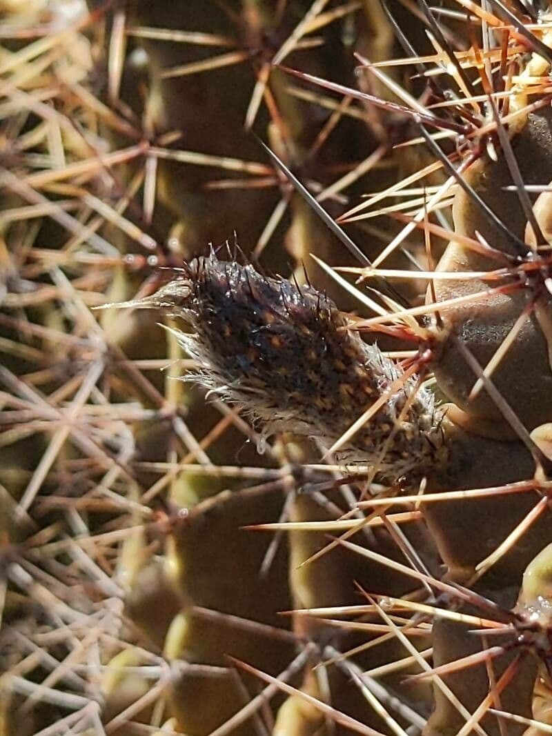 Echinopsis