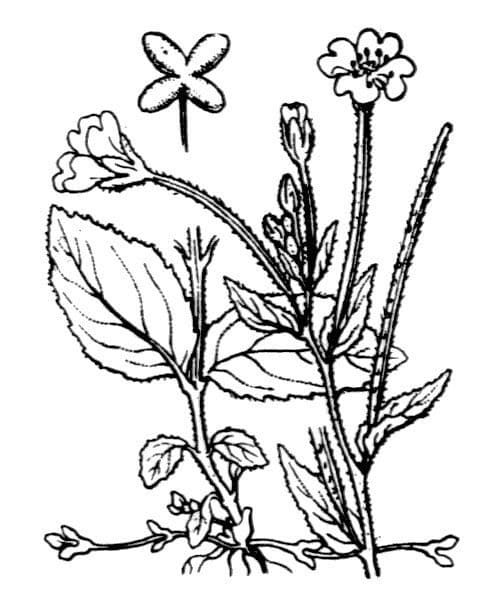 Epilobium 22