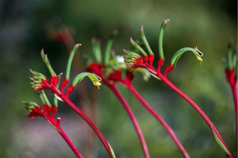 Anigozanthos 7