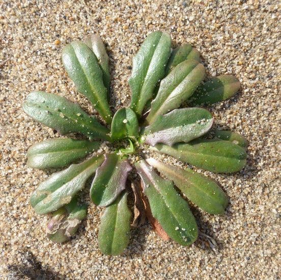 Agoseris apargioides 9