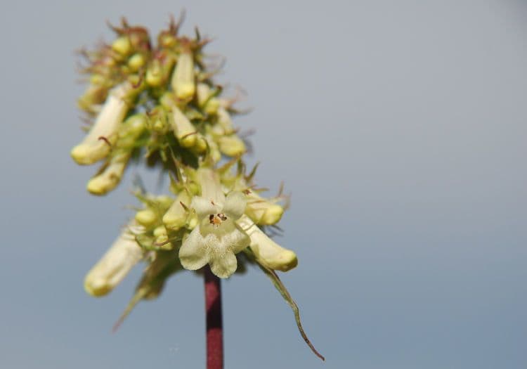 Penstemon 5