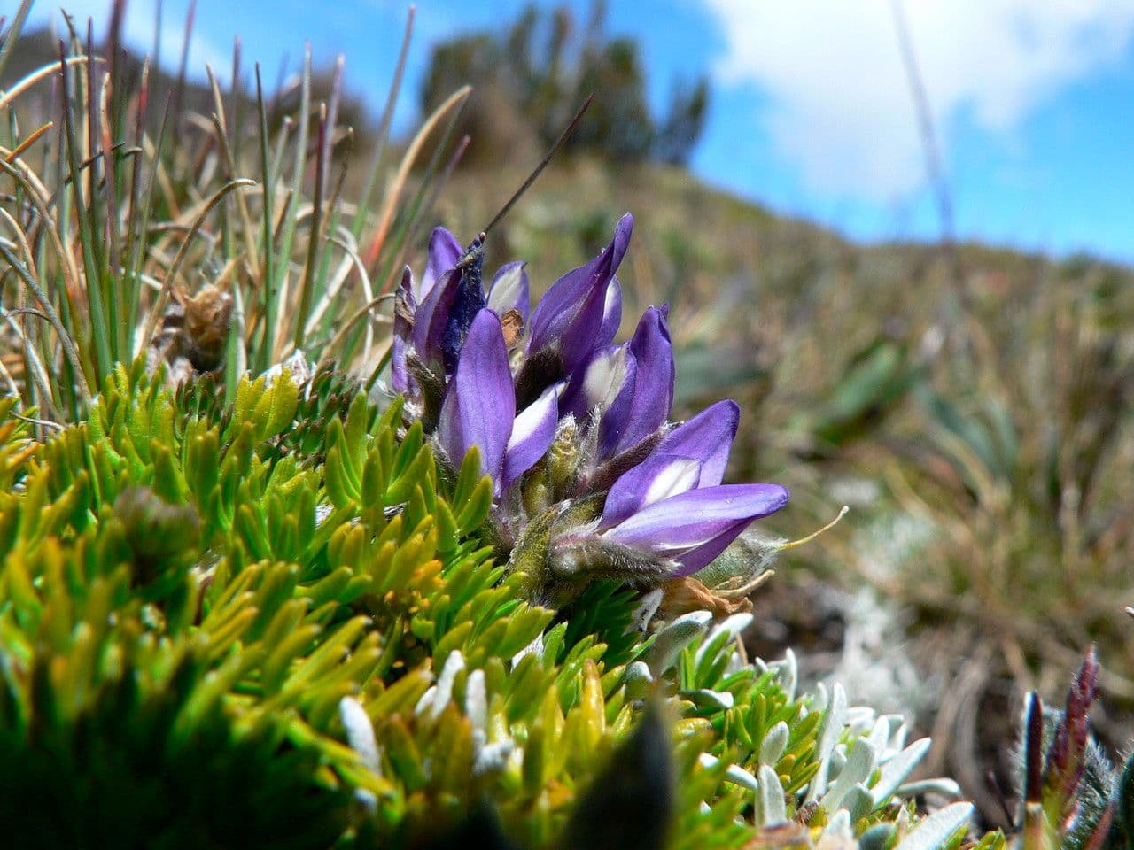 Kleinblättrige Lupine 5