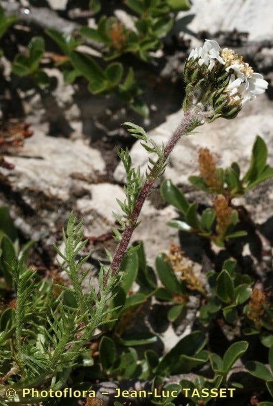 Achillea 7