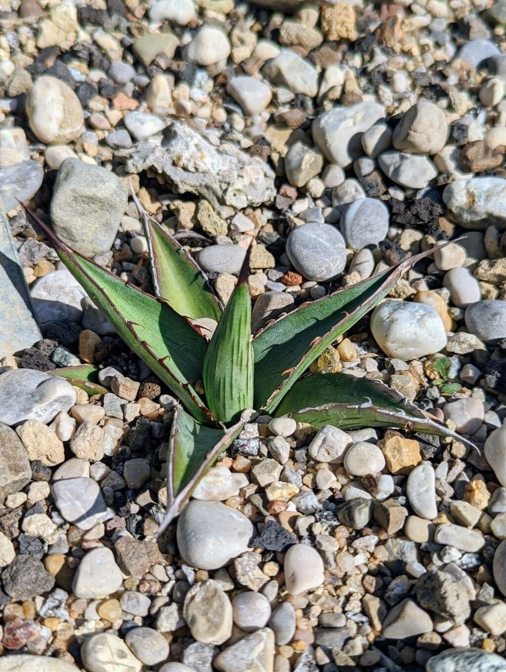 Agave lechuguilla 18