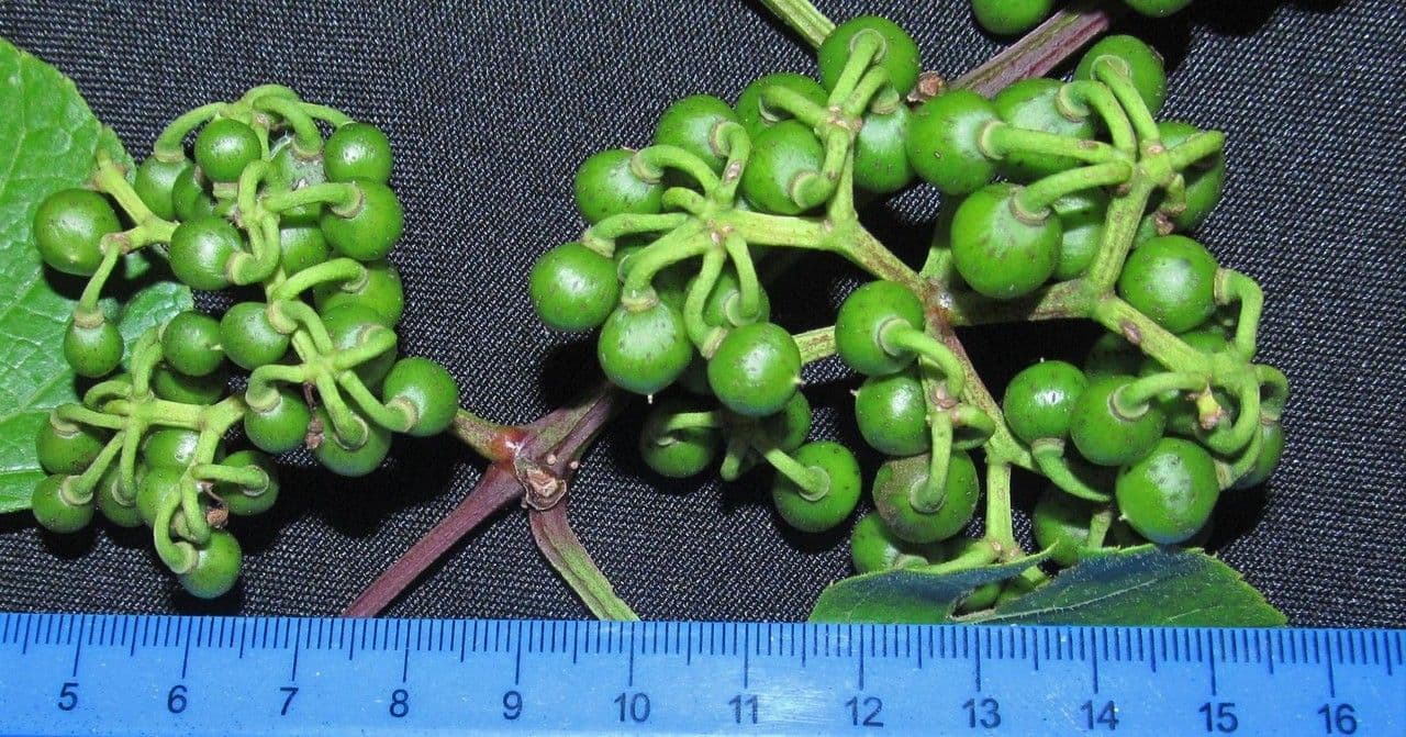Kleinfruchtige Cissus