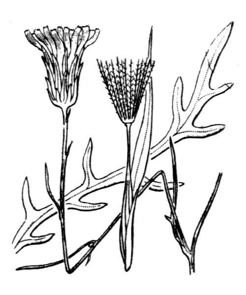 Hypochaeris cretensis 5