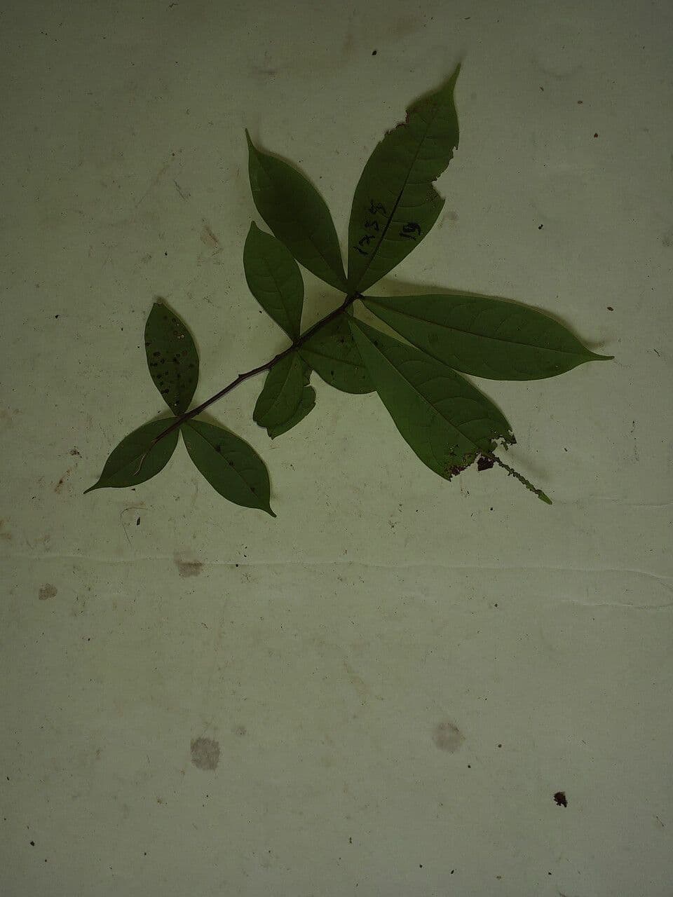 Ocotea 3