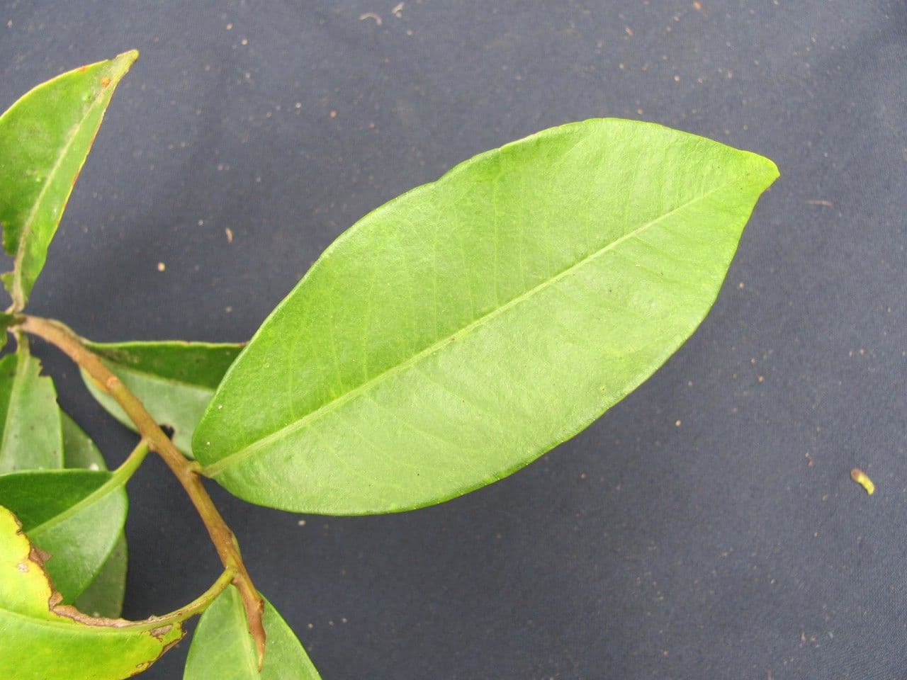Ardisia escallonioides 8