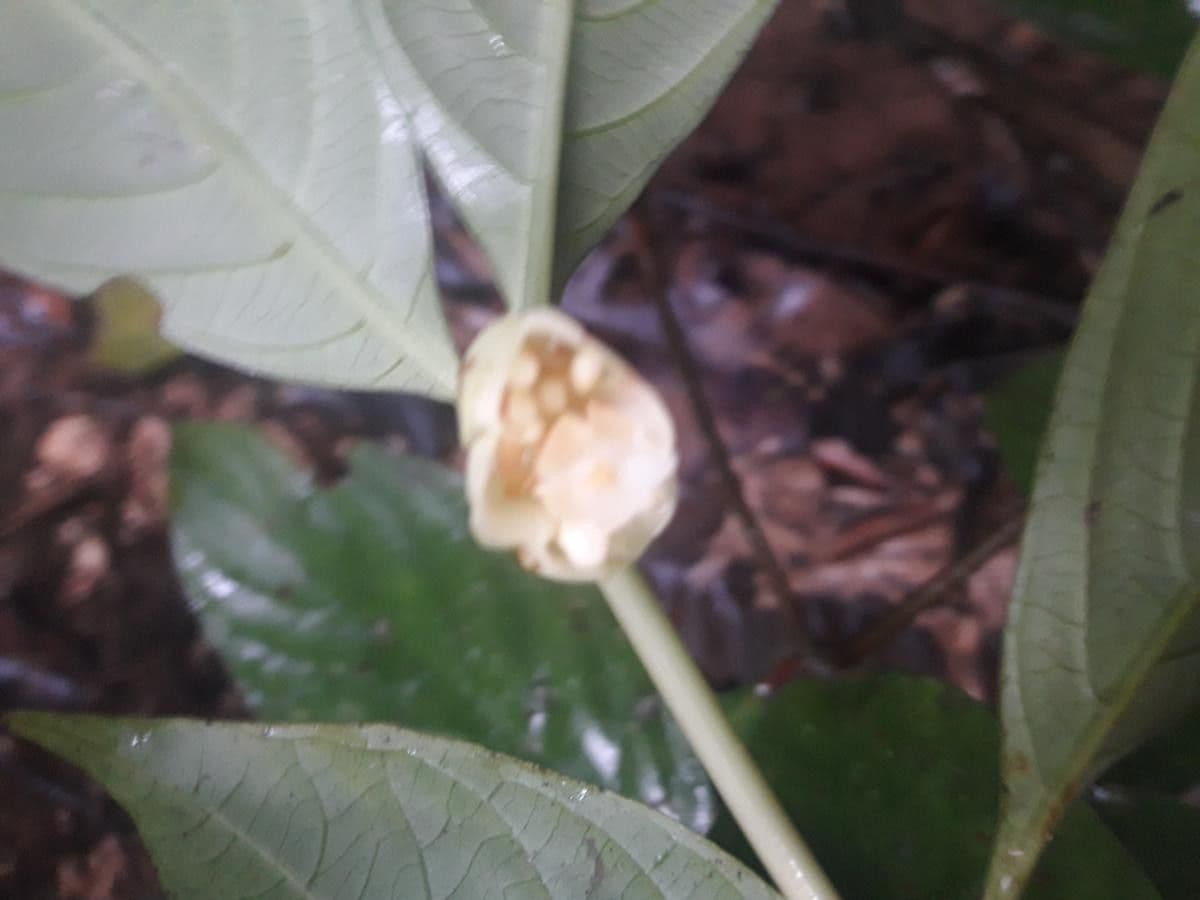 Palicourea