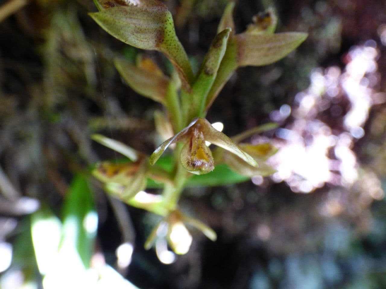 Bulbophyllum 8