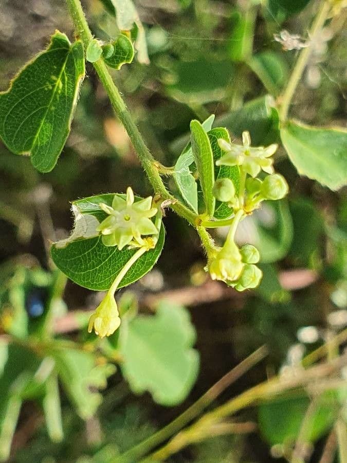 Helinus integrifolius 10