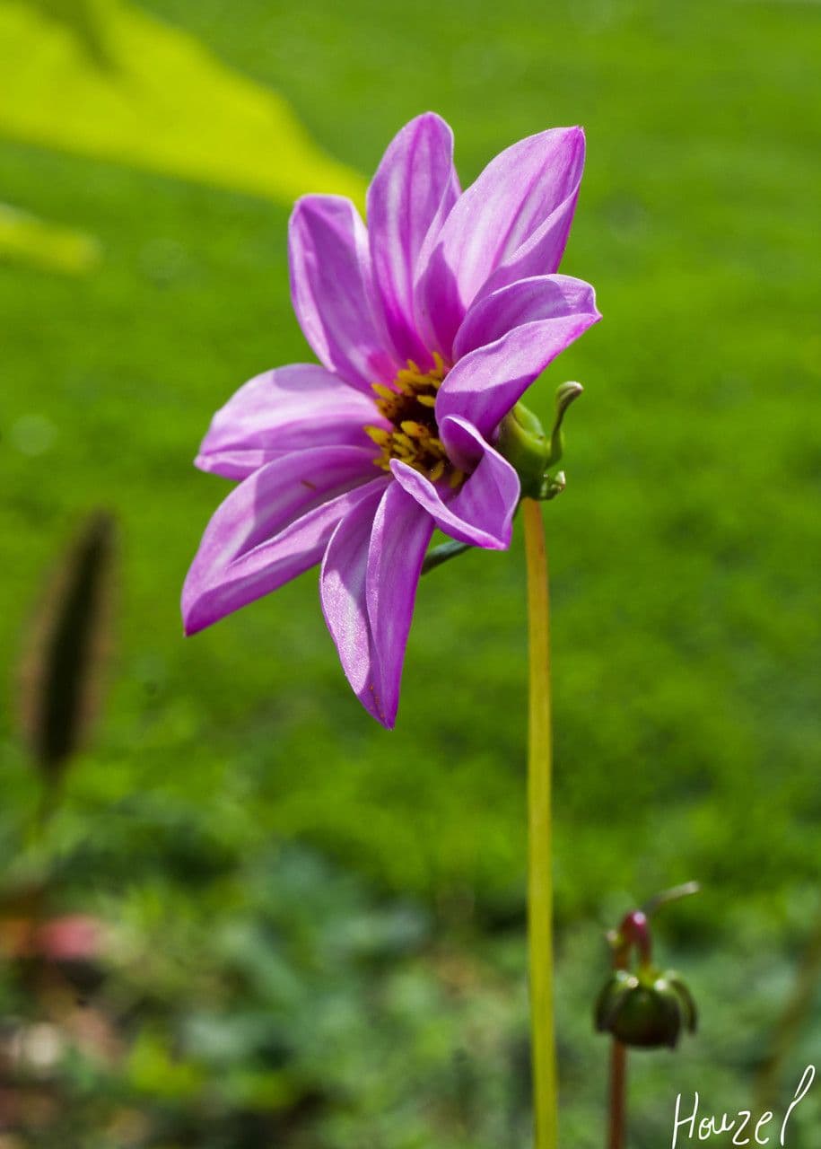 Dahlia 6