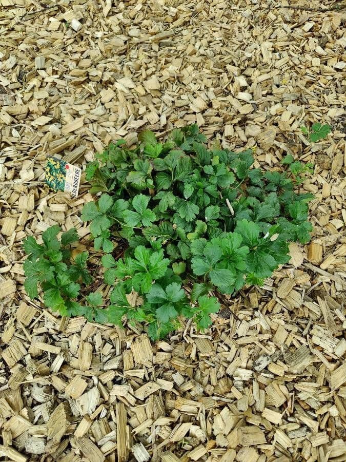 Waldsteinia 12