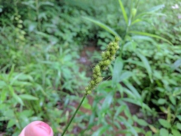 Carex vulpinoidea 22