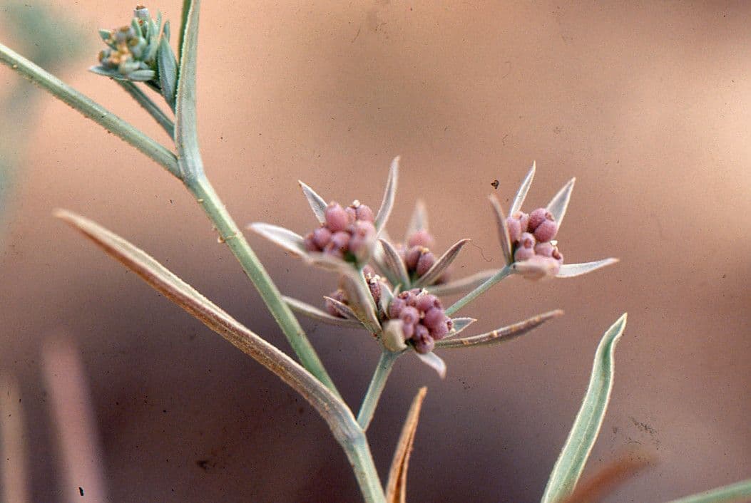 Bupleuro composto 10