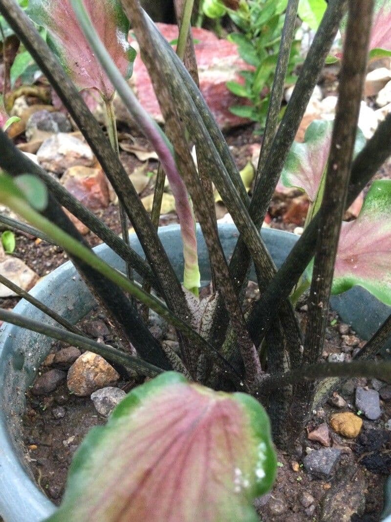 Caladium 24