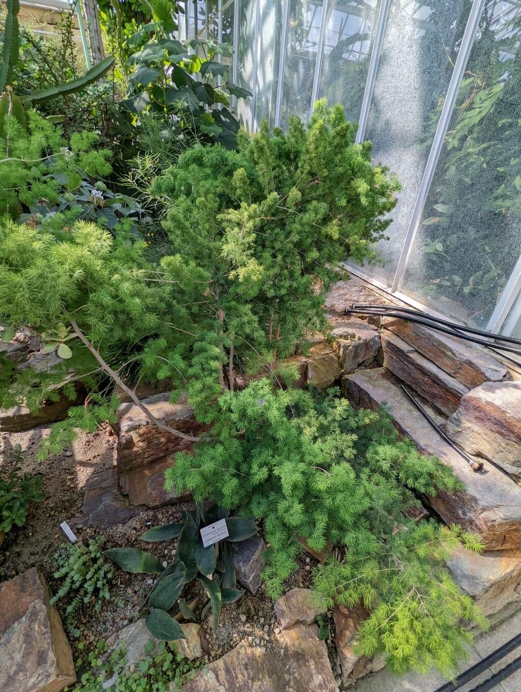Asparagus 3