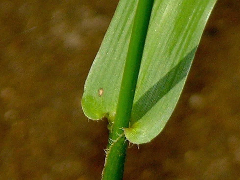 Hymenachne amplexicaulis 11