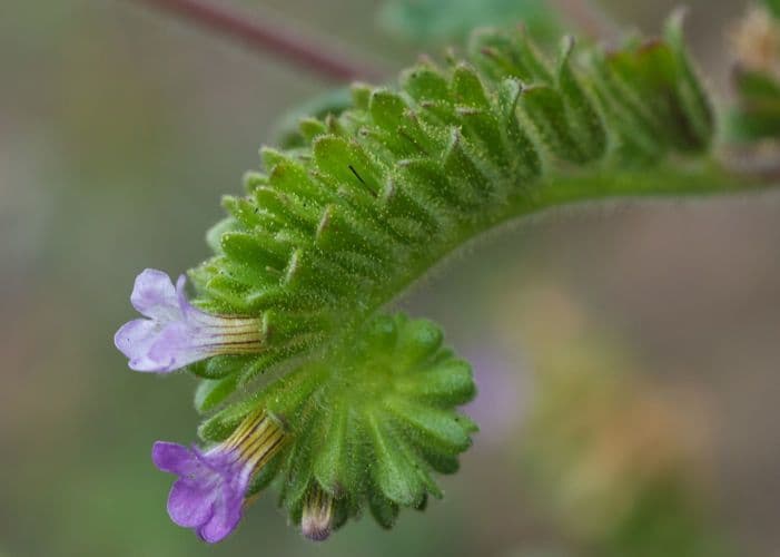 Facelia profumata