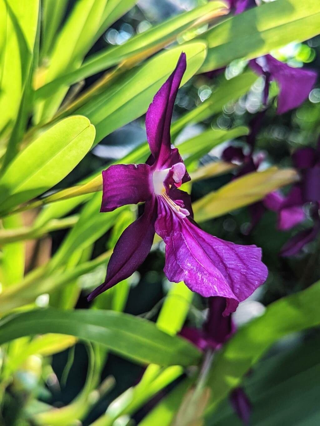 Miltonia 5