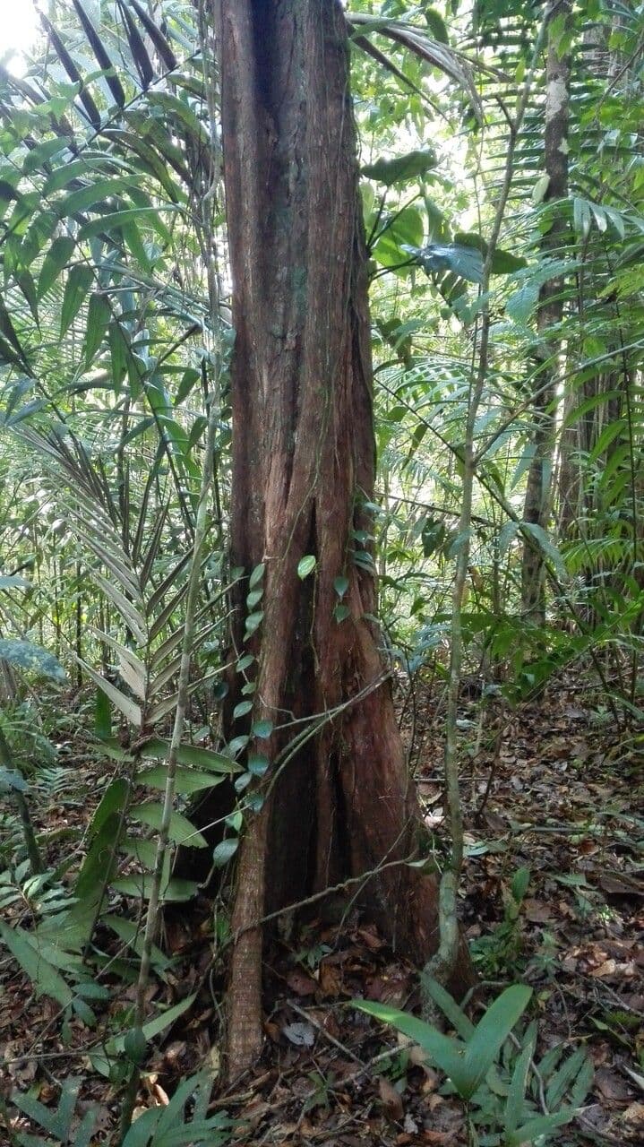 Pouteria durlandii 20