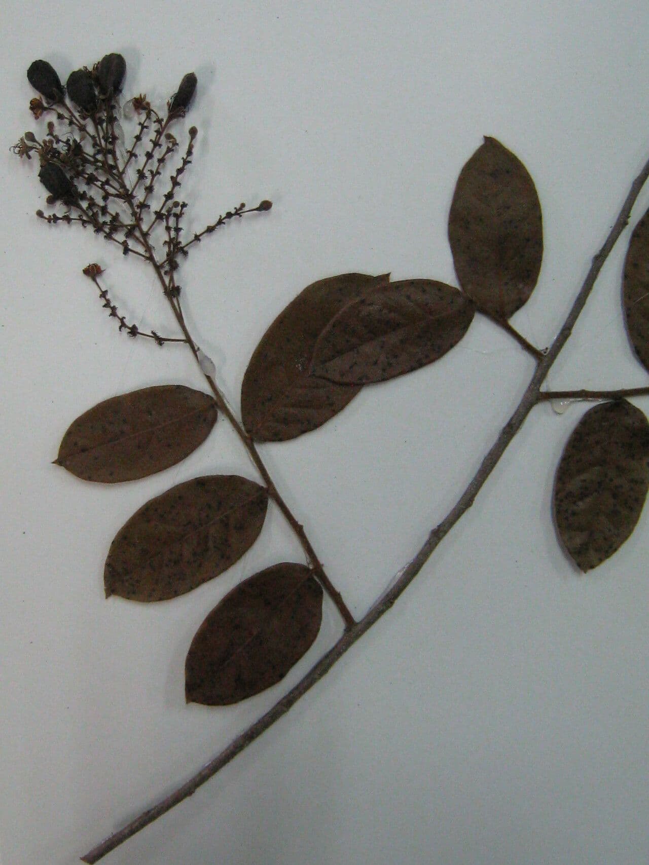Hirtella cigliata