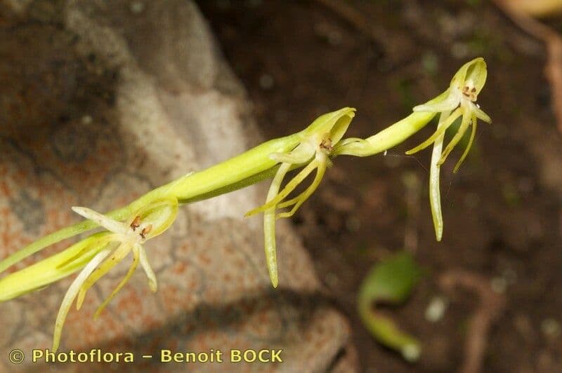 Habenaria 16
