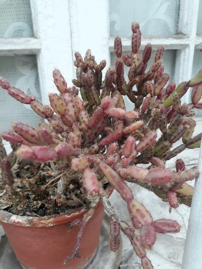Rhipsalis 11