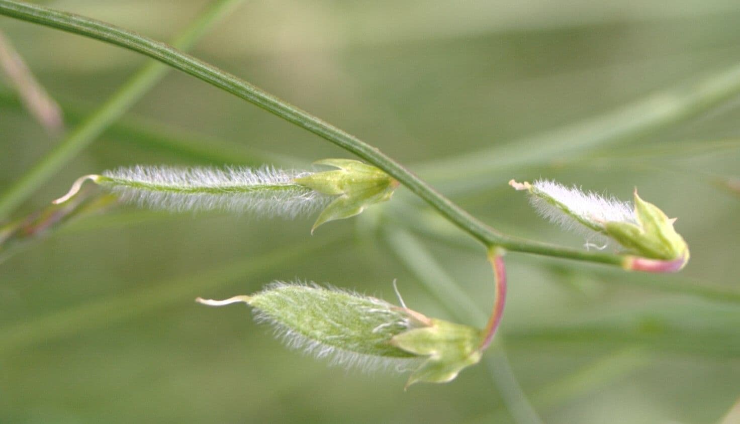 Cicerchia pelosa 3