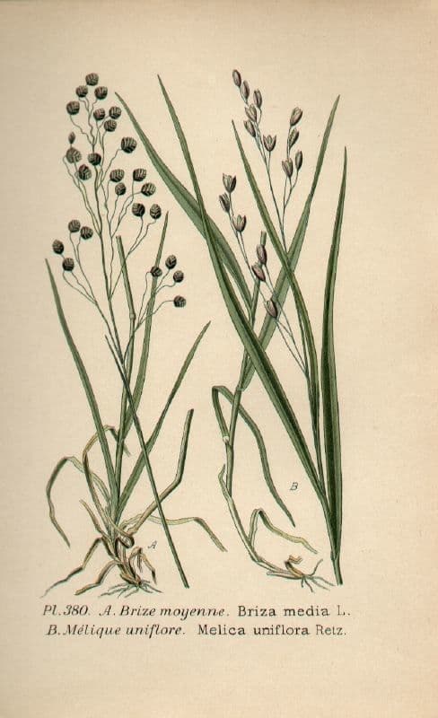 Melica uniflora 27