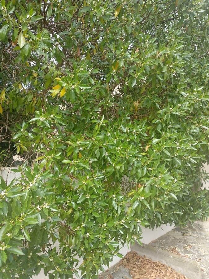 Schlankblättriges Myoporum 16