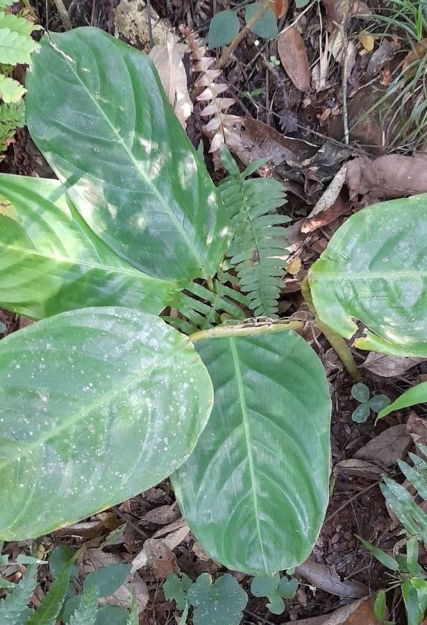 Ctenanthe 4