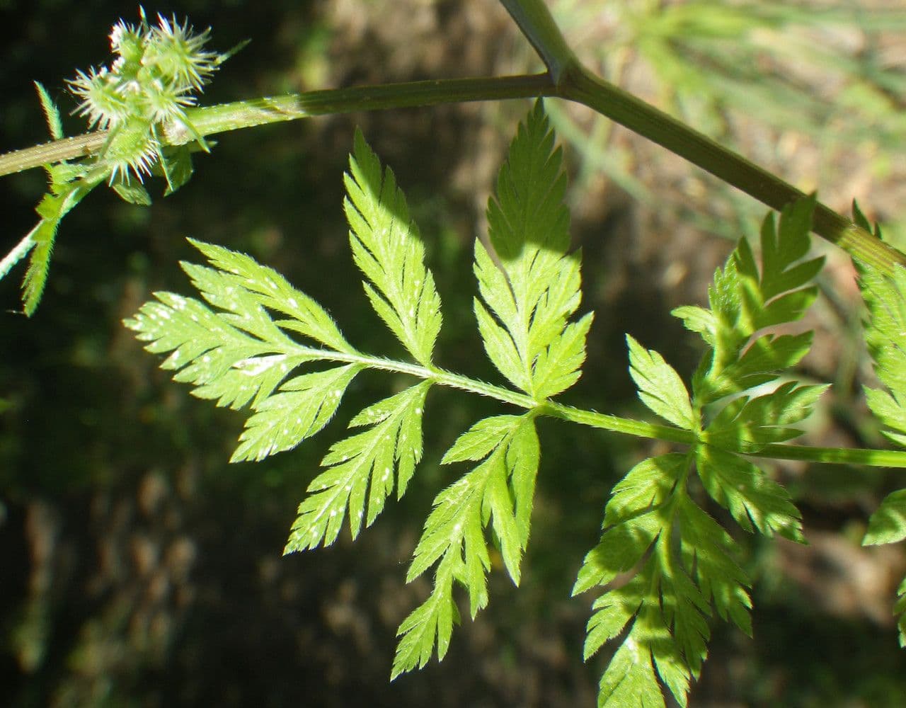 Succowia balearica 16