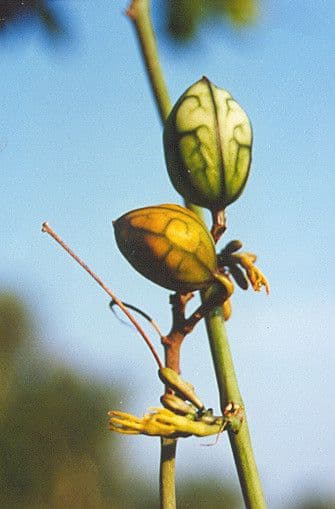 Adenia