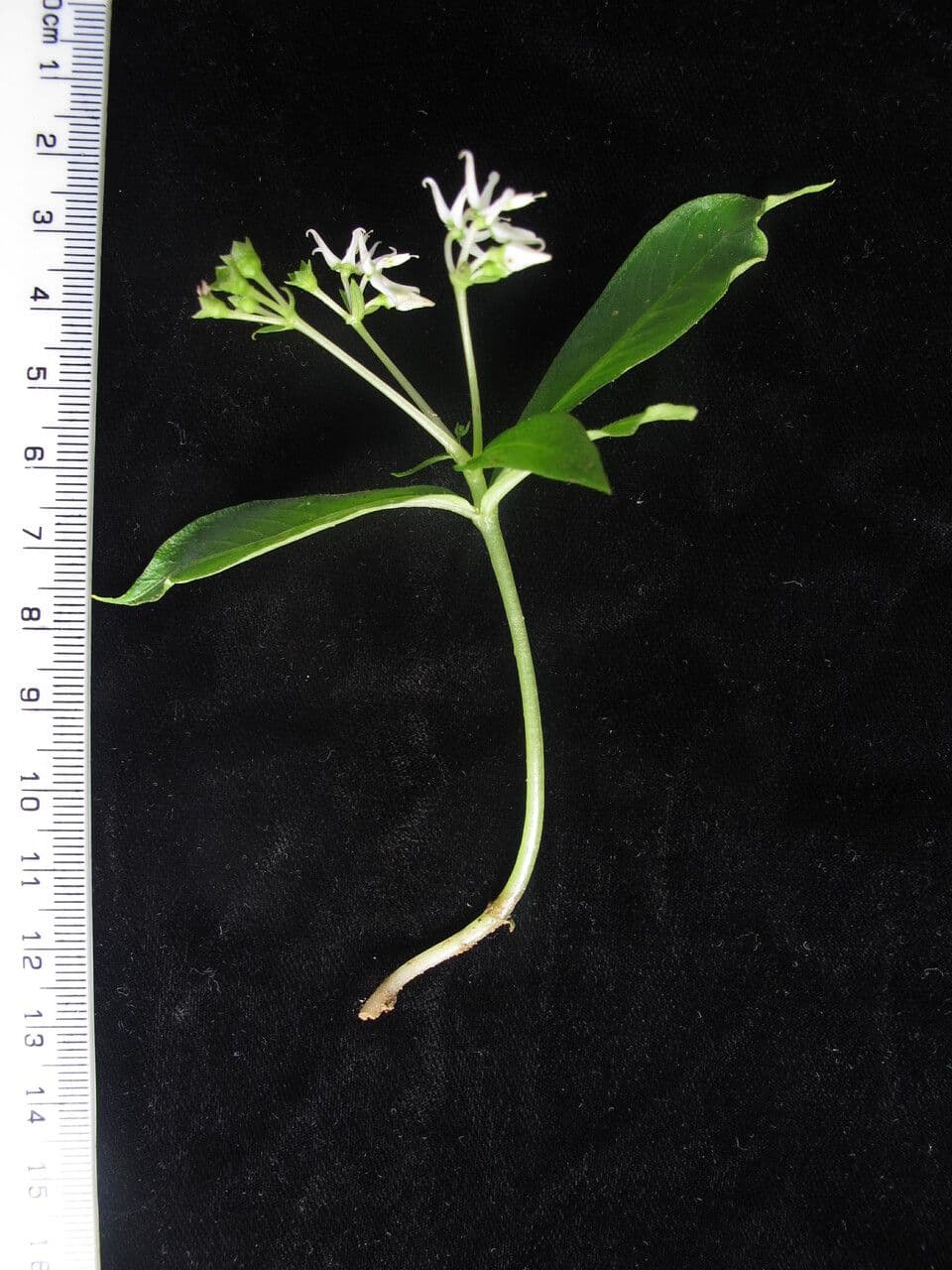 Argostemma 9