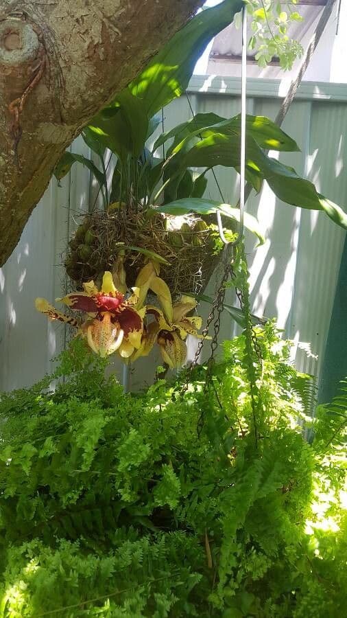 Stanhopea 4