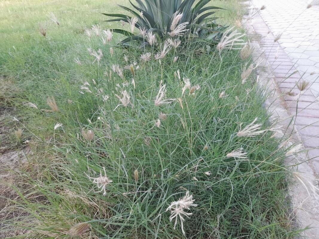 Chloris barbata 26