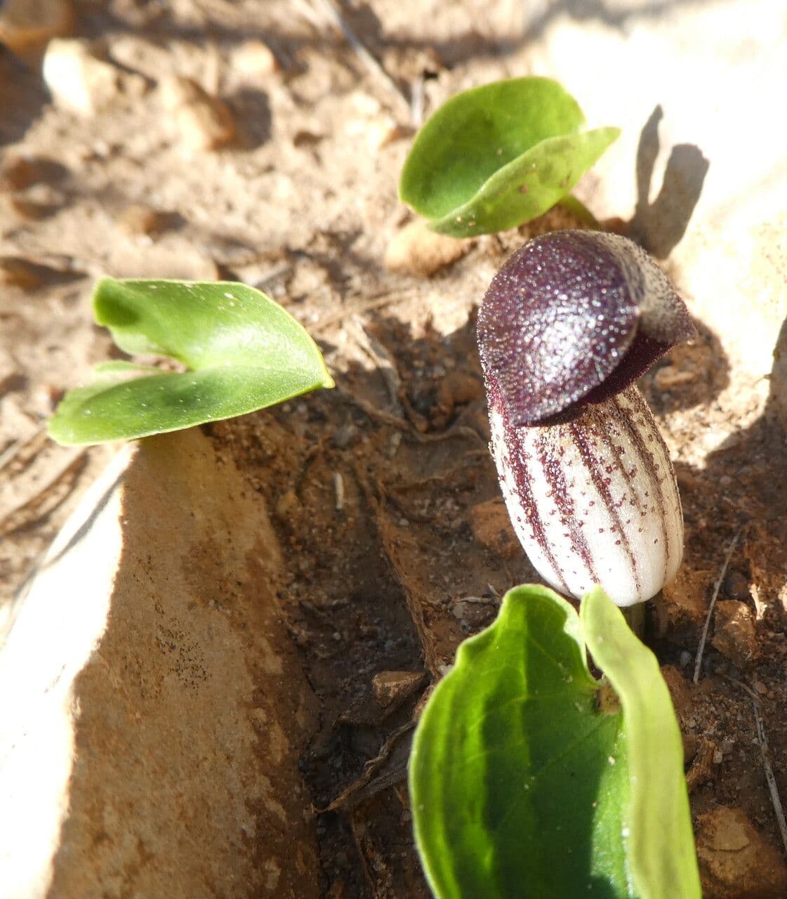 Arisarum 23