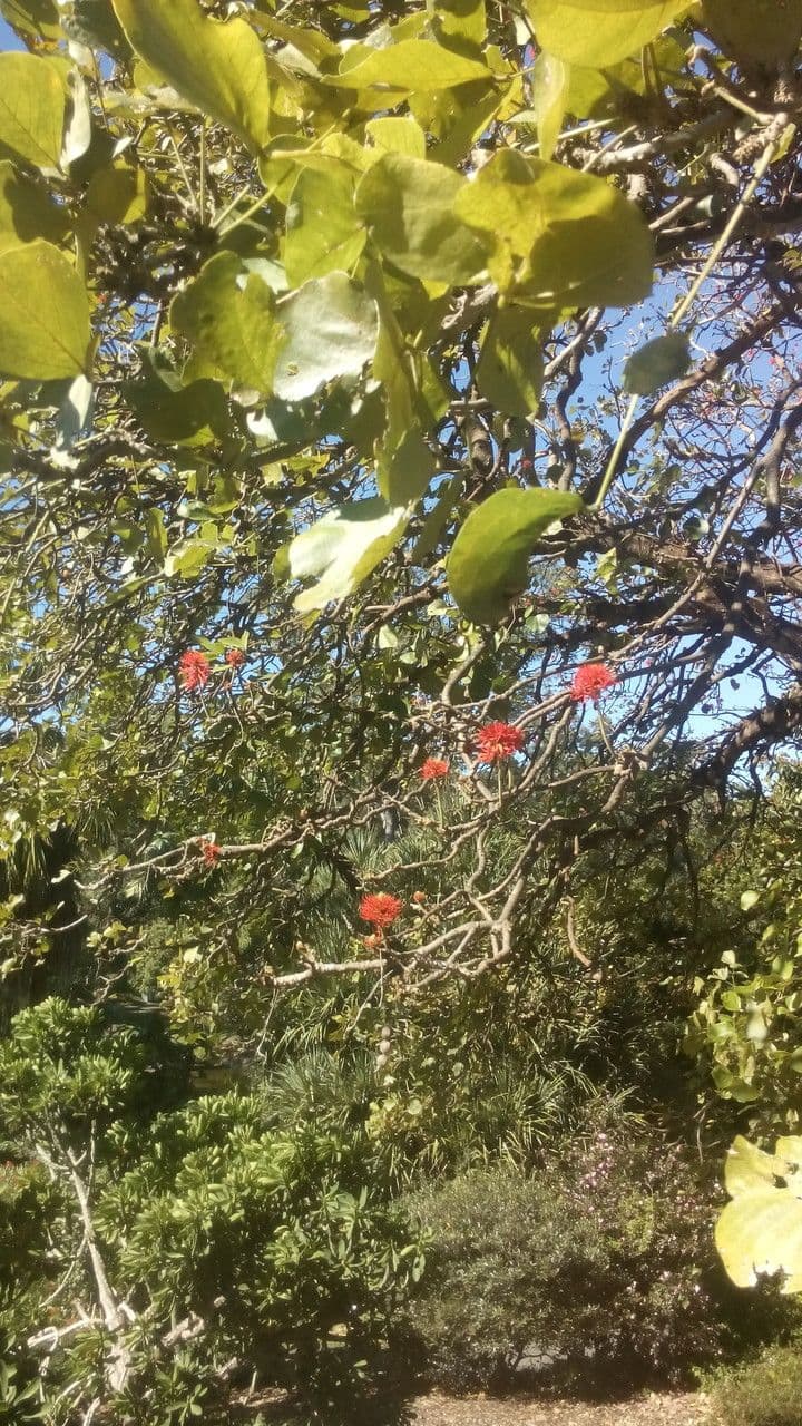 Eritrina abissina 9