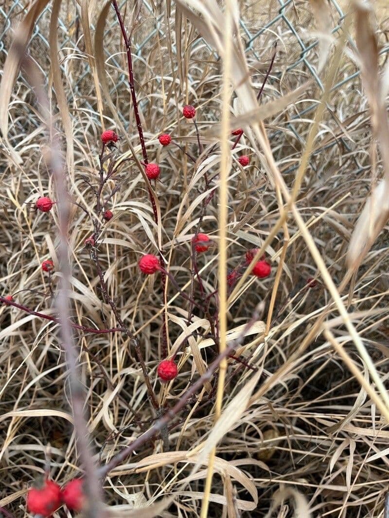 Swamp rose 5
